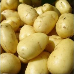 1kg 'Charlotte' Christmas Seed Potatoes | Late