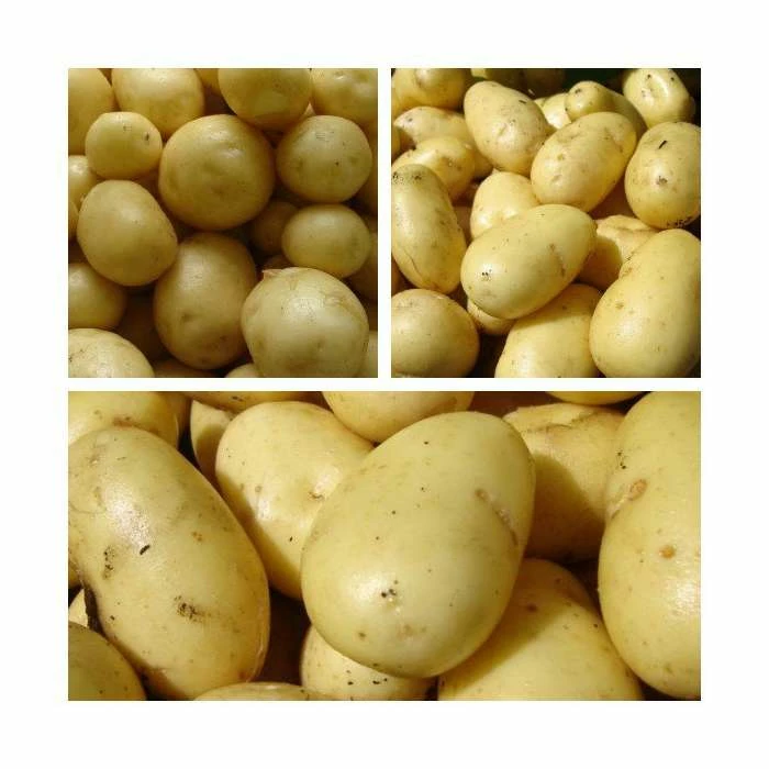 3 x 1kg Christmas Seed Potato Collection | 'Charlotte' | 'Maris Peer' | 'Nicola'