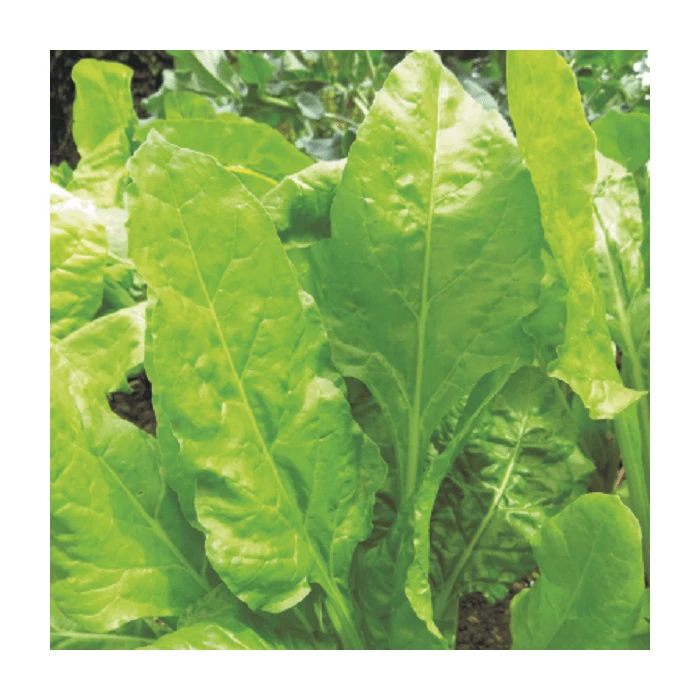 Perpetual Spinach - Image 2