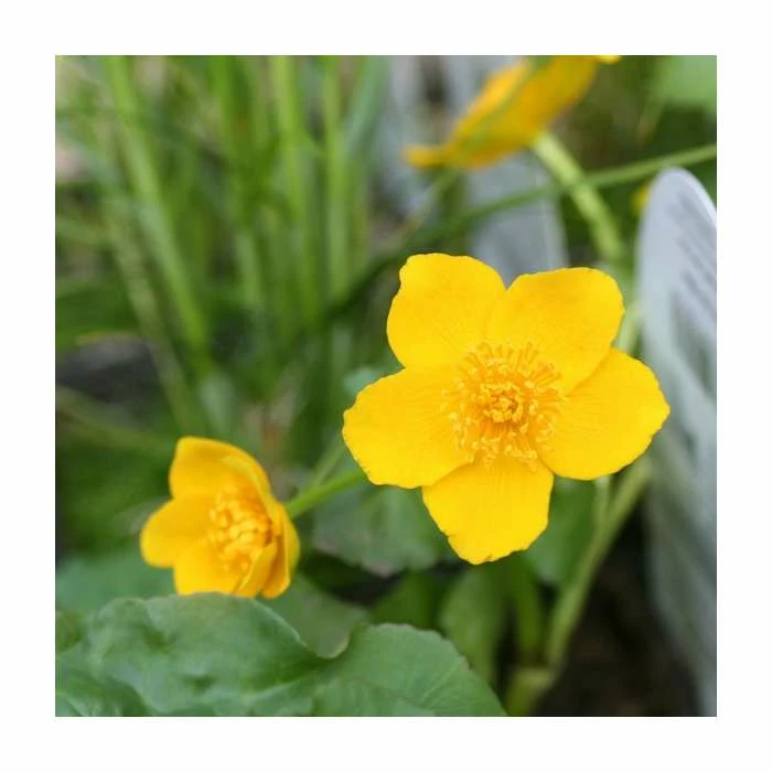 Marsh Marigold | Caltha palustris - Image 2