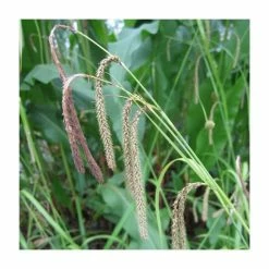 Pendulous Sedge | Carex pendula