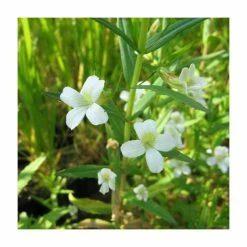 Summer Snowflake | Gratiola officinalis