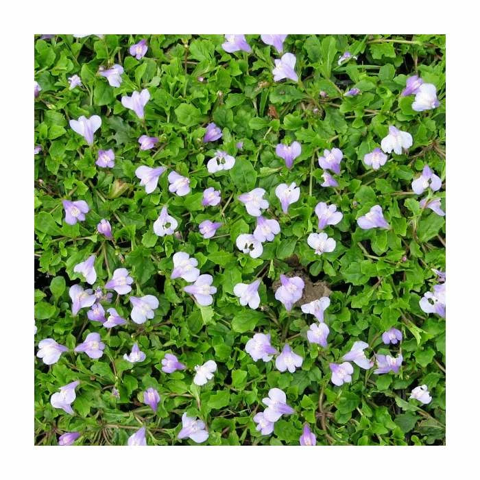 Blue Mazus | Mazus reptans - Image 2