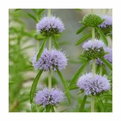 Penny Royal | Mentha pulegium