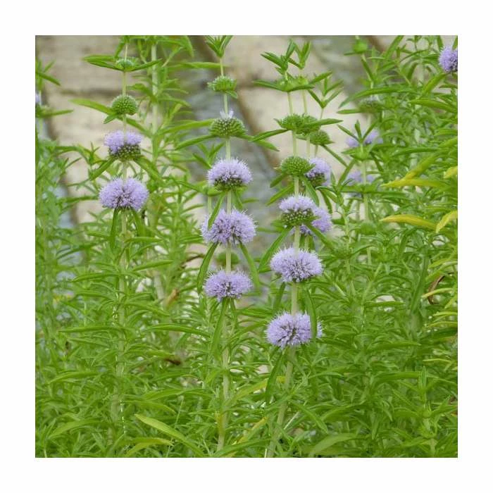 Penny Royal | Mentha pulegium - Image 2