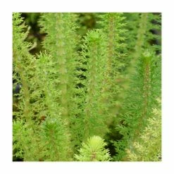 3x Upright Water Milfoil Myriophyllum Crispatum - 9cm Pots