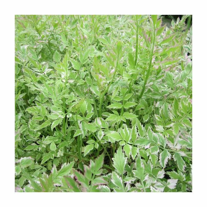 3x Variegated Water Dropwort Oenathe Aquatica Flamingo - 9cm Pots - Cut Back - Image 2