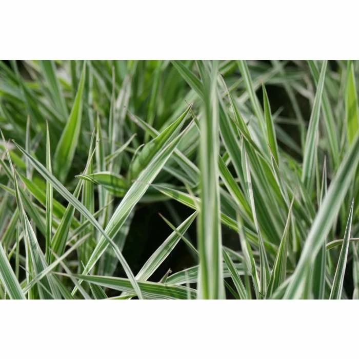 Gardener's Garters | Phalaris arundinacea 'Picta' - Image 4