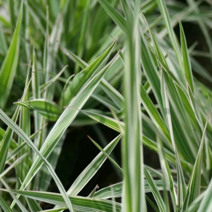 Gardener's Garters | Phalaris arundinacea 'Picta' - Image 2