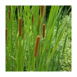 Lesser Bulrush | Typha angustifolia