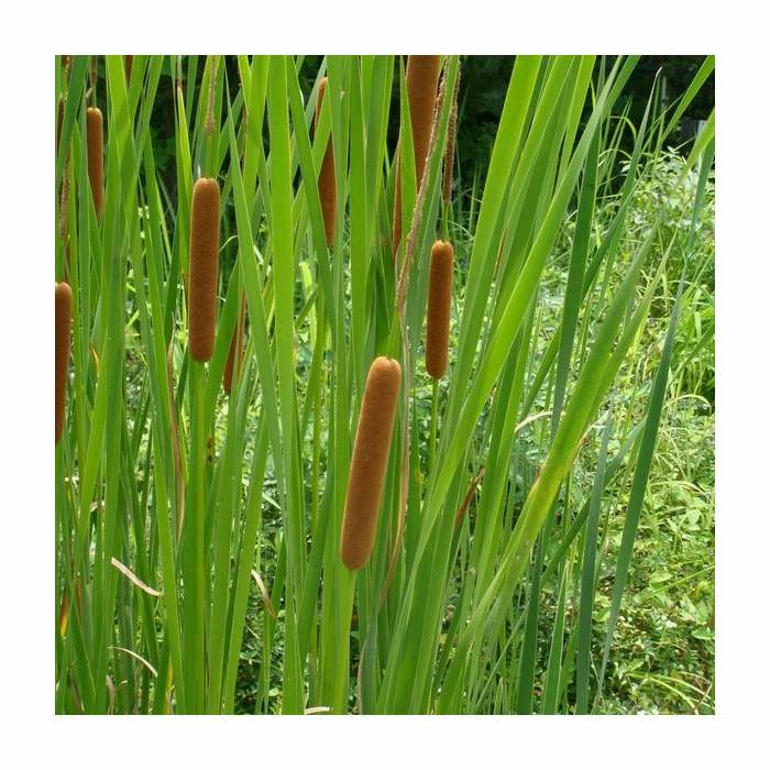 Lesser Bulrush | Typha angustifolia
