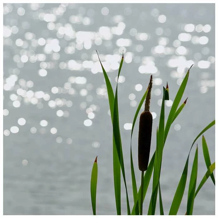 Lesser Bulrush | Typha angustifolia - Image 2