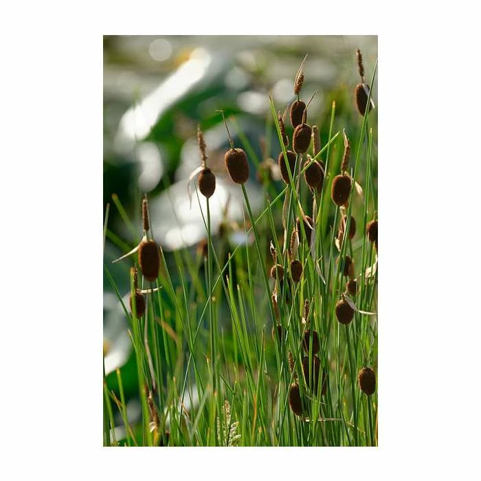 Miniature Bullrursh | Typha minima - Image 2