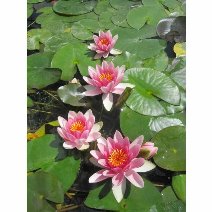 Nymphaea 'Attraction' | Water Lily - Image 3