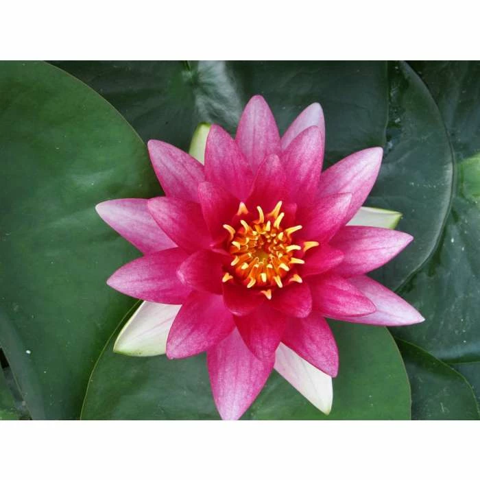 Nymphaea 'Attraction' | Water Lily - Image 4