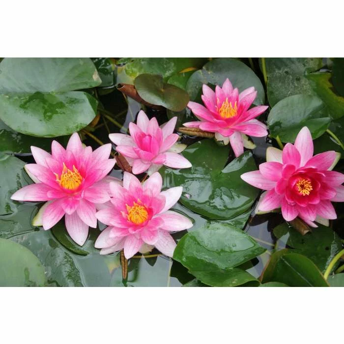 Nymphaea 'Attraction' | Water Lily - Image 5