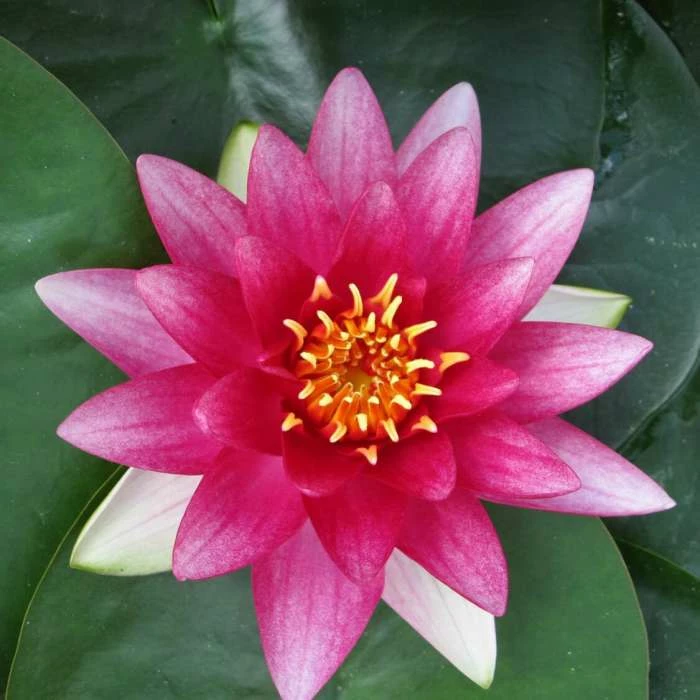 Nymphaea 'Attraction' | Water Lily