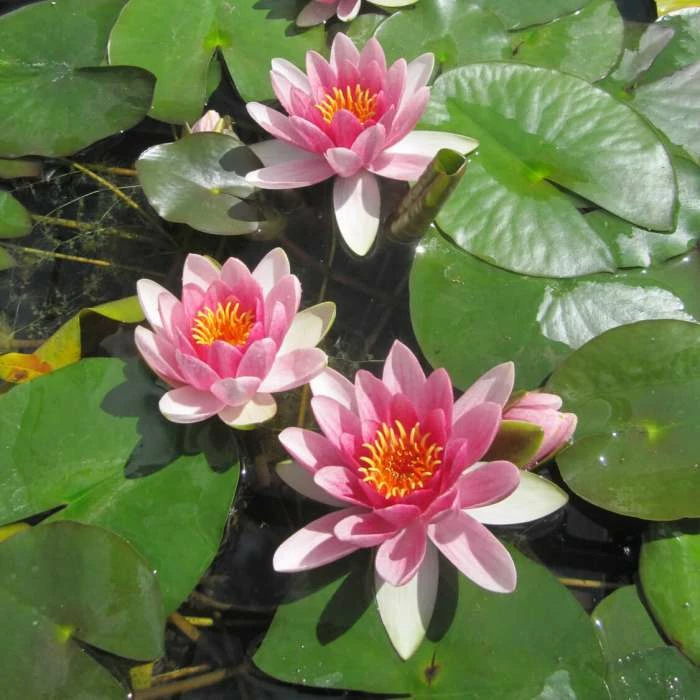 Nymphaea 'Attraction' | Water Lily - Image 2