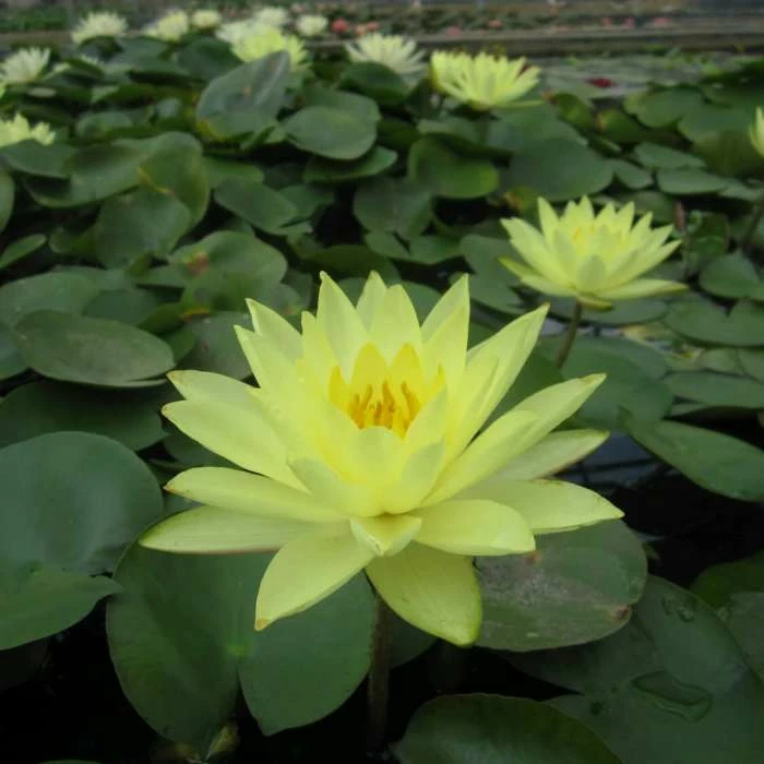Nymphaea 'Joey Tomocik' | Water Lily - Image 3