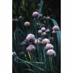 3x Chives Allium Schoenoprasum - 9cm Pots