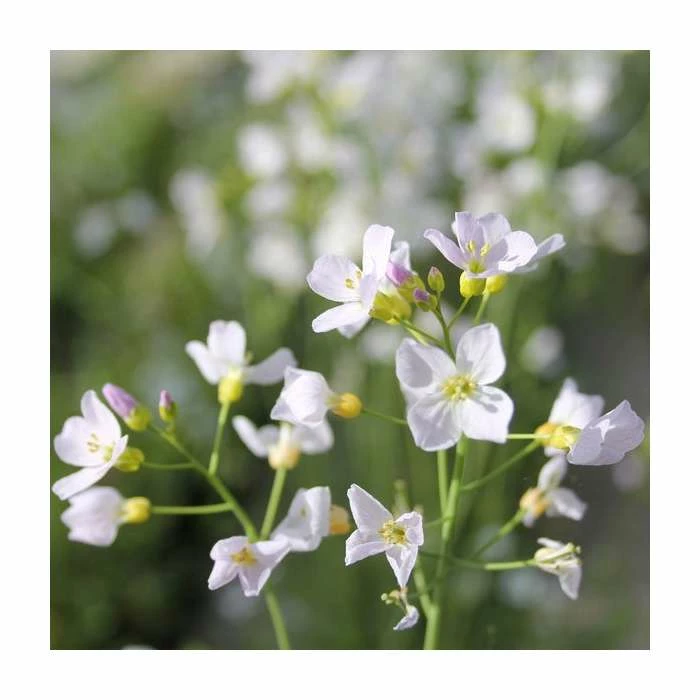 Cuckoo Flower | Cardamine pratensis