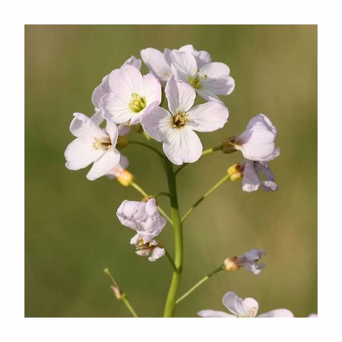 Cuckoo Flower | Cardamine pratensis - Image 2