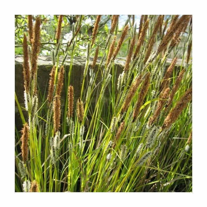 Bowles' Golden Sedge | Carex 'Acuta'