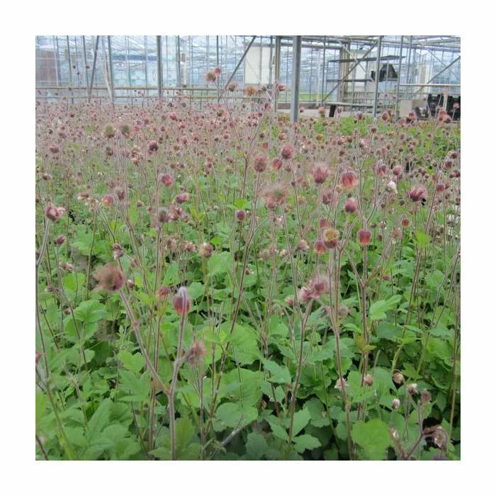 Water Avens | Geum rivale 'Leonard's Variety' - Image 2