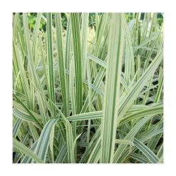 Variegated Reed Sweet Grass | Glyceria maxima 'Variegata'