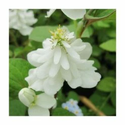 Orange Peel Plant | Houttuynia cordata 'Plena'