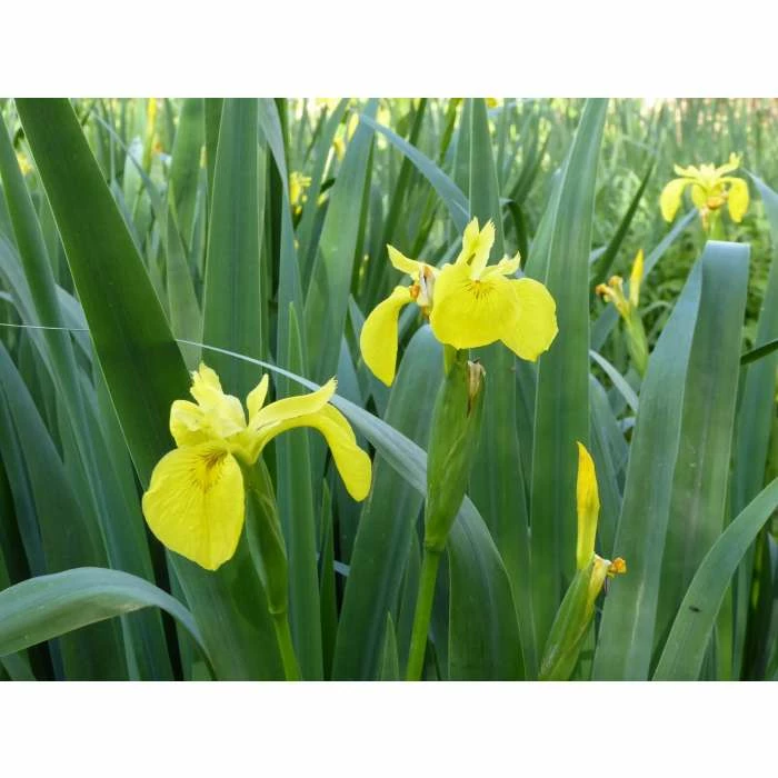 Yellow Flag | Iris pseudacorus - Image 4