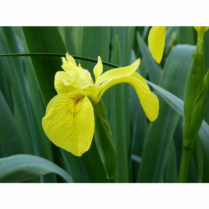 Yellow Flag | Iris pseudacorus - Image 5