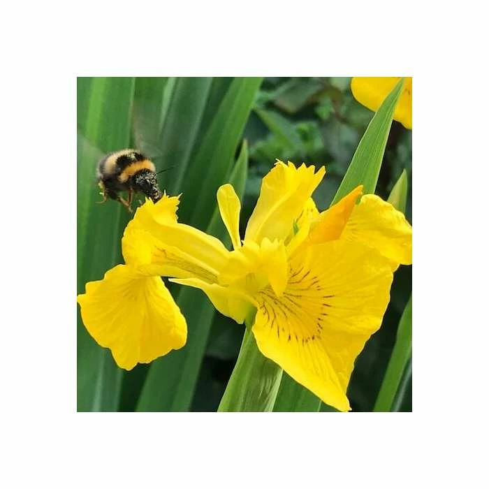 Yellow Flag | Iris pseudacorus - Image 8