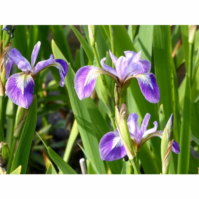 Blue Flag | Iris versicolor - Image 3
