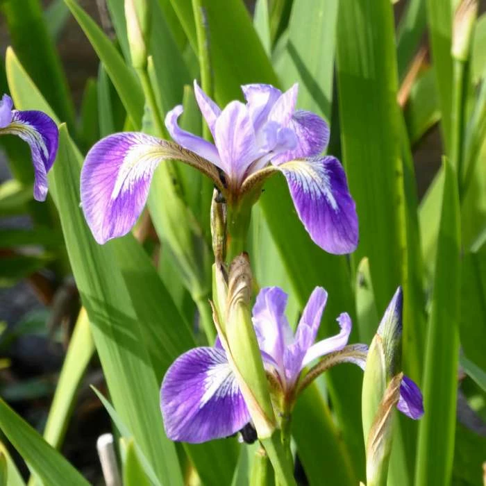 Blue Flag | Iris versicolor - Image 2