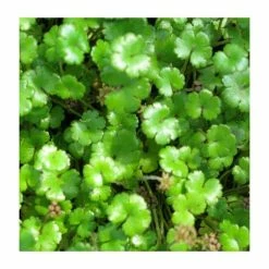 3x Brazilian Pennywort Hydrocotyle nova 'Zealand' - 9cm pots