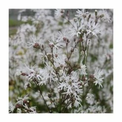White Robin | Lychnis flos-cuculi