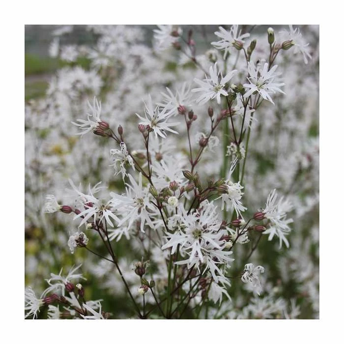 White Robin | Lychnis flos-cuculi