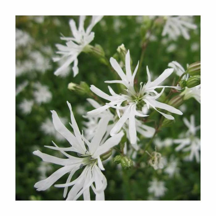 White Robin | Lychnis flos-cuculi - Image 2