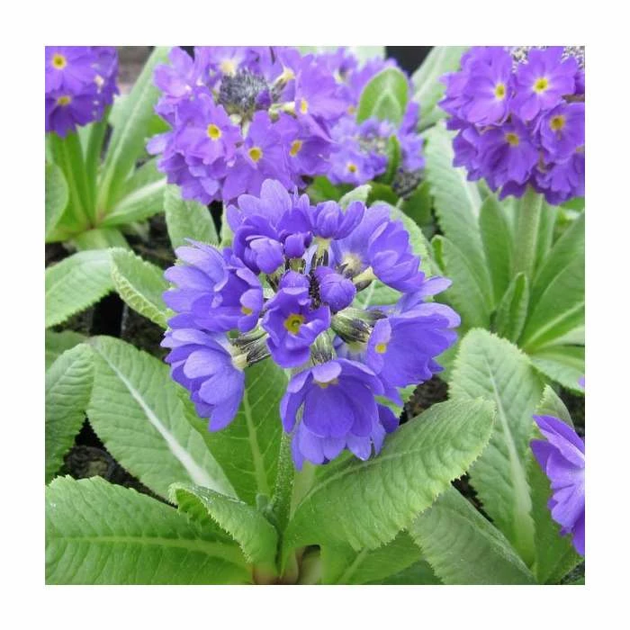 3x Drumstick primula Primula denticulata - 9cm Pots - Image 2