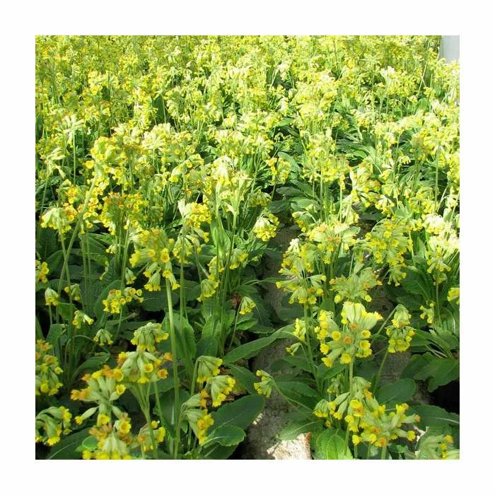 3x Fairy Cup Primula veris - 9cm Pots - Image 2