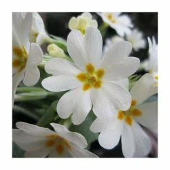 3x White Primrose Primula vulgaris - 9cm Pots