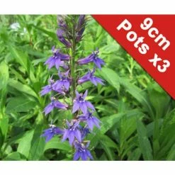 White Cardinal Flower | Lobelia siphilitica