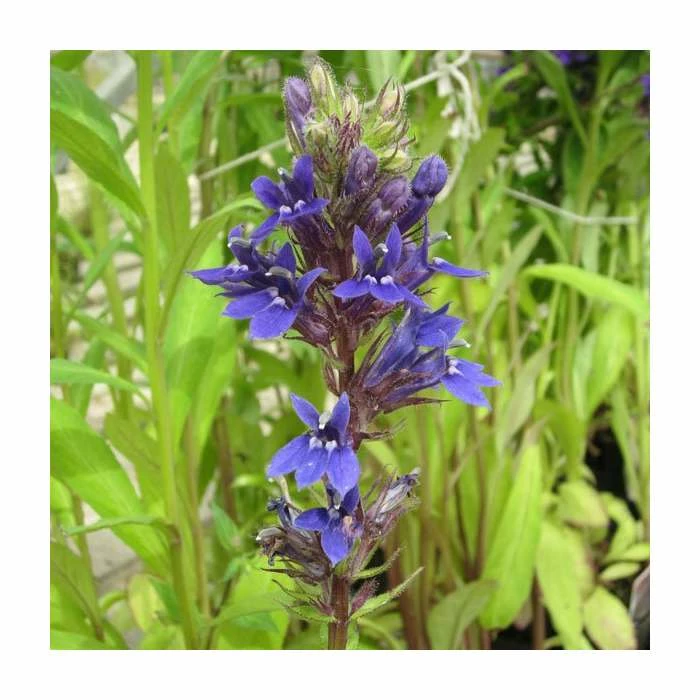 3x Purple Lobelia Lobelia vedrariensis - 9cm Pots - Image 2