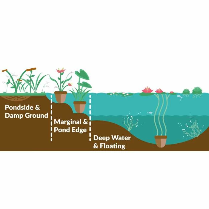 Great Reedmace | Typha latifolia - Image 2