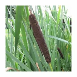 Great Reedmace | Typha latifolia