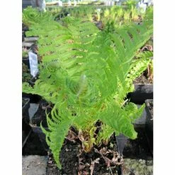 3x Shuttlecock Fern Matteuccia struthiopteris - 9cm Pots
