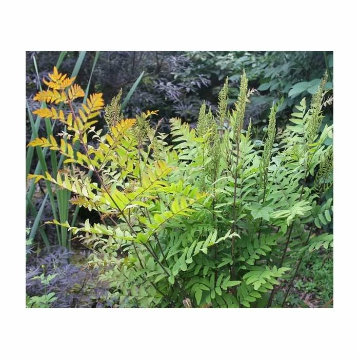 3x Royal Fern Osmunda regalis - 9cm pots