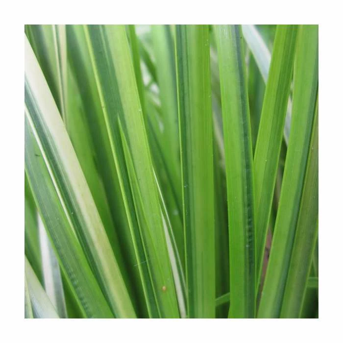 Slender Sweet Flag | Acorus gramineus 'Ogon'