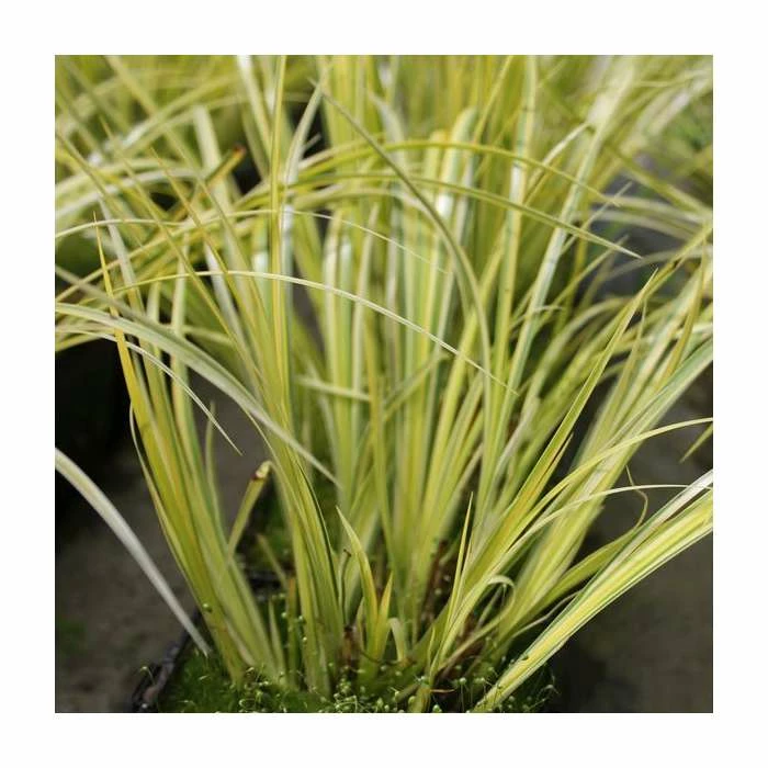 Slender Sweet Flag | Acorus gramineus 'Ogon' - Image 2